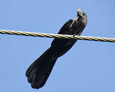 Smooth-billed Ani