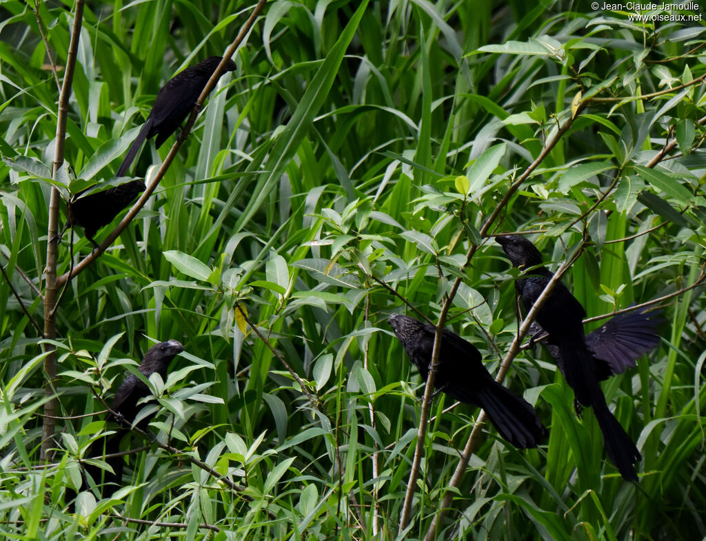 Smooth-billed Ani