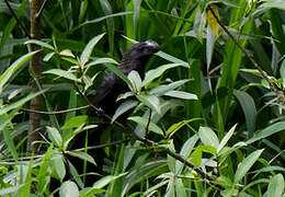 Smooth-billed Ani