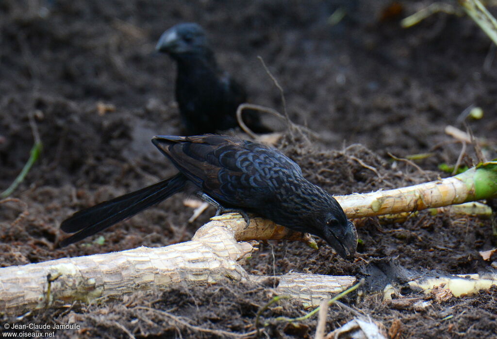 Smooth-billed Ani, feeding habits