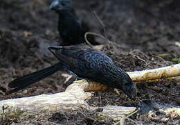 Smooth-billed Ani