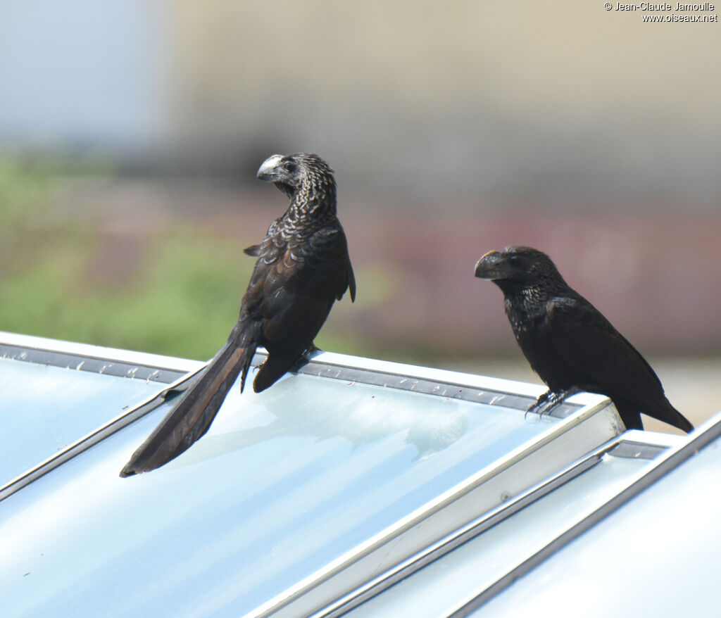 Smooth-billed Ani