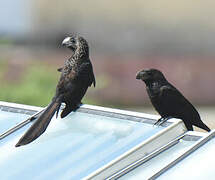 Smooth-billed Ani