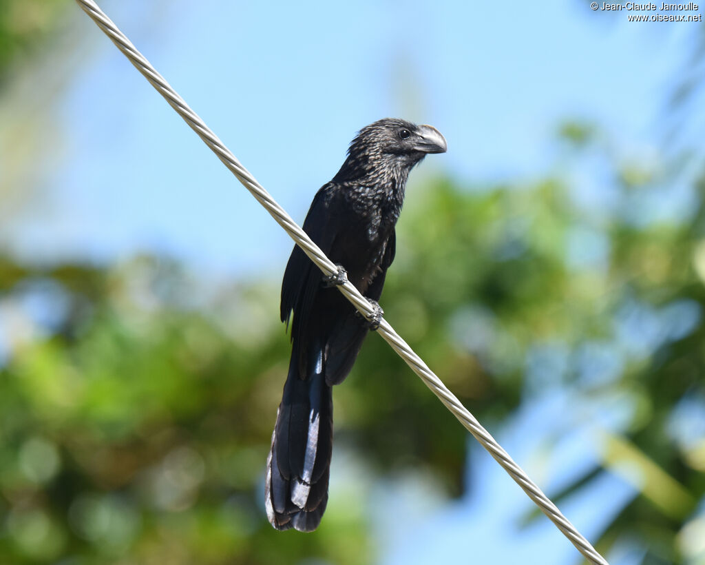 Smooth-billed Ani