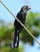 Smooth-billed Ani