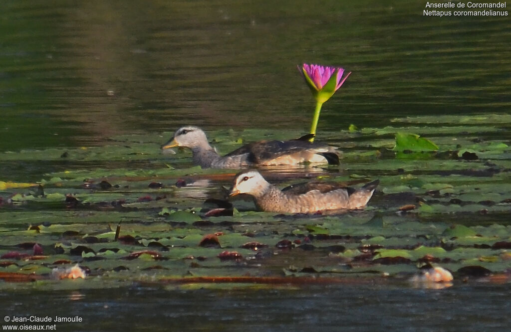 Cotton Pygmy Goose female, Behaviour