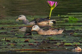 Cotton Pygmy Goose