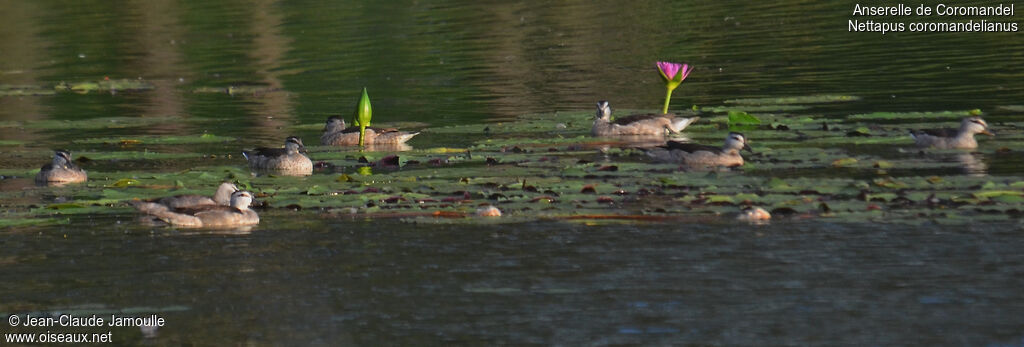 Cotton Pygmy Goose, Behaviour