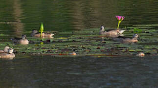 Cotton Pygmy Goose