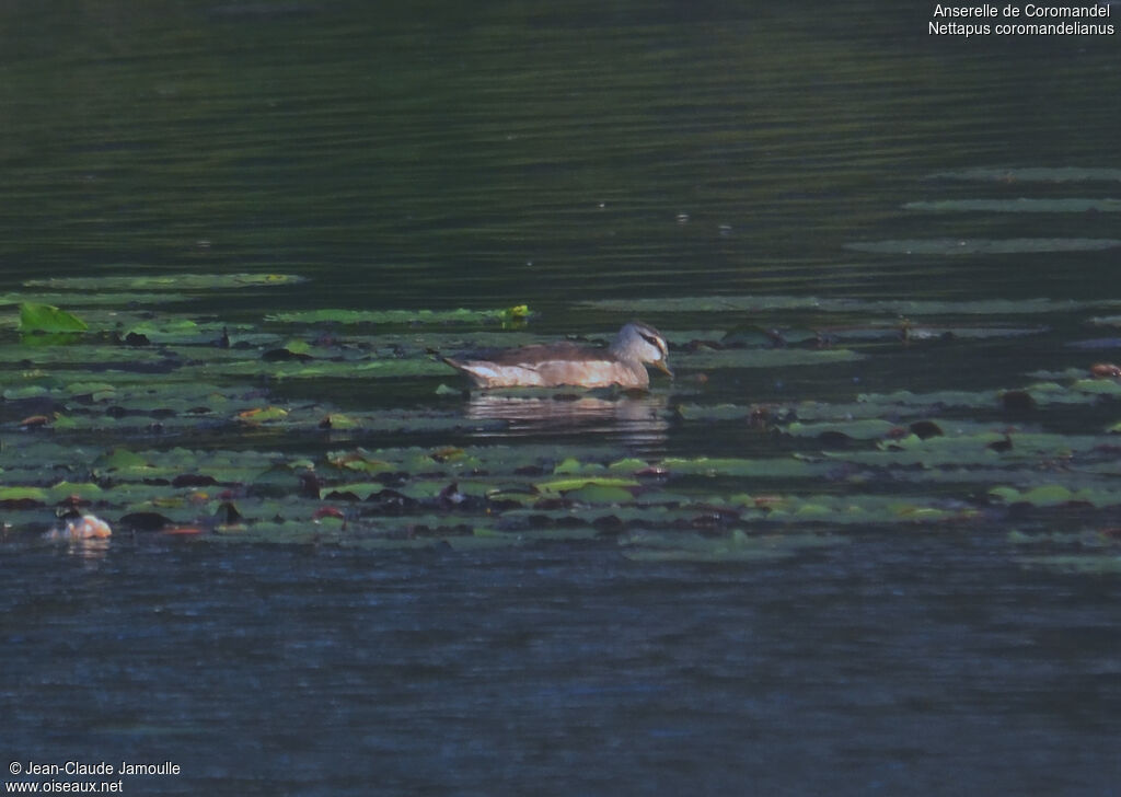 Cotton Pygmy Goose, Behaviour