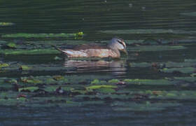 Cotton Pygmy Goose