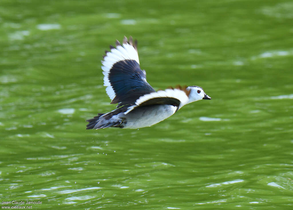 Cotton Pygmy Goose male adult, pigmentation, Flight