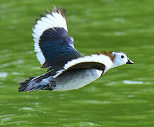 Cotton Pygmy Goose