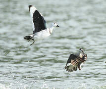 Cotton Pygmy Goose