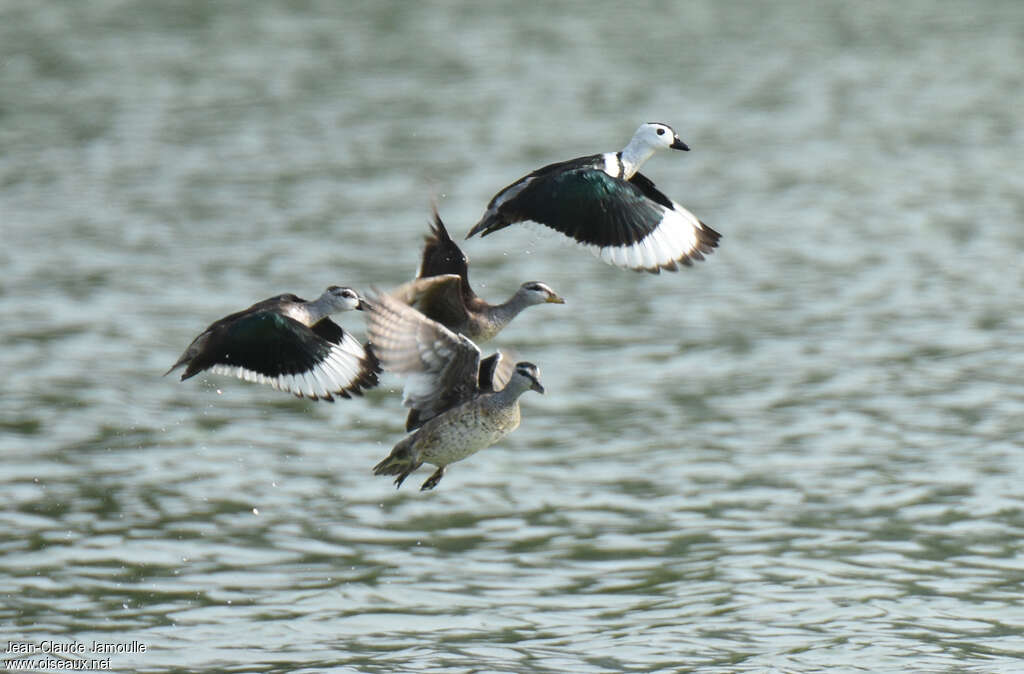 Cotton Pygmy Goose, Flight