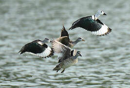 Cotton Pygmy Goose