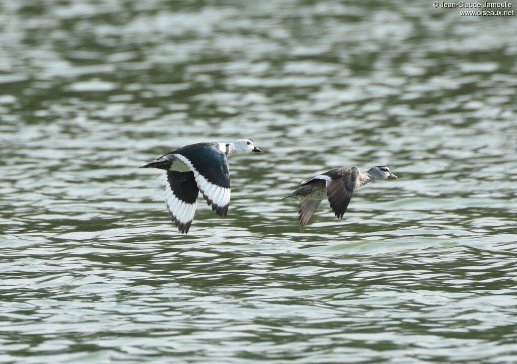 Cotton Pygmy Gooseadult