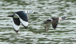 Cotton Pygmy Goose