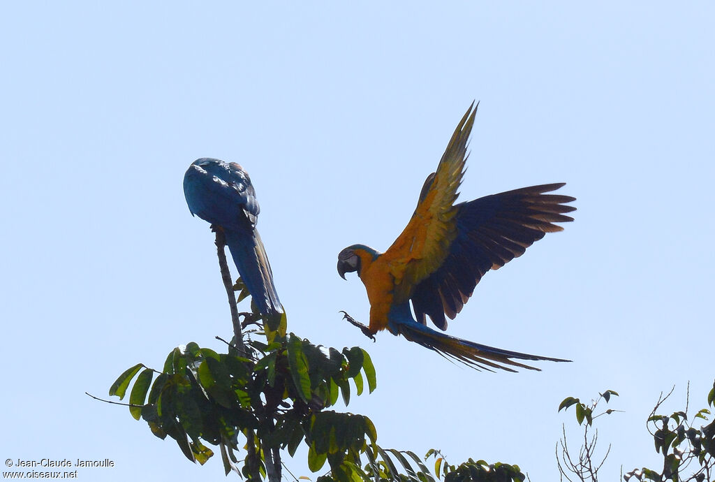 Blue-and-yellow Macaw, Flight