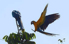 Blue-and-yellow Macaw