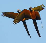 Blue-and-yellow Macaw