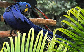 Hyacinth Macaw