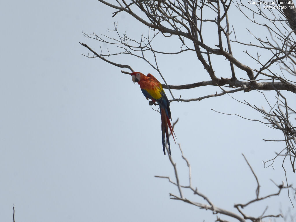 Scarlet Macaw