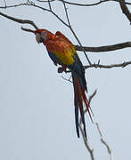 Scarlet Macaw