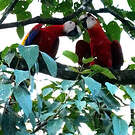 Ara rouge
