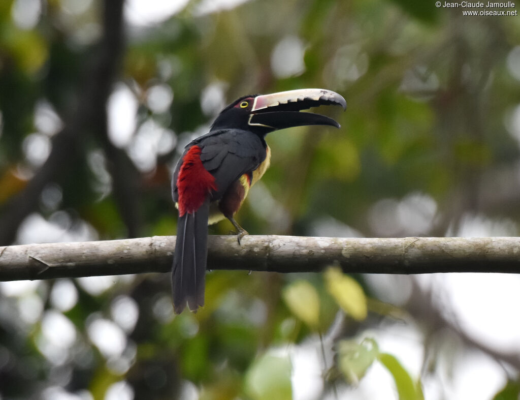 Collared Aracari