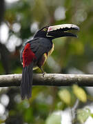 Collared Aracari