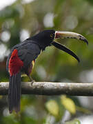 Collared Aracari