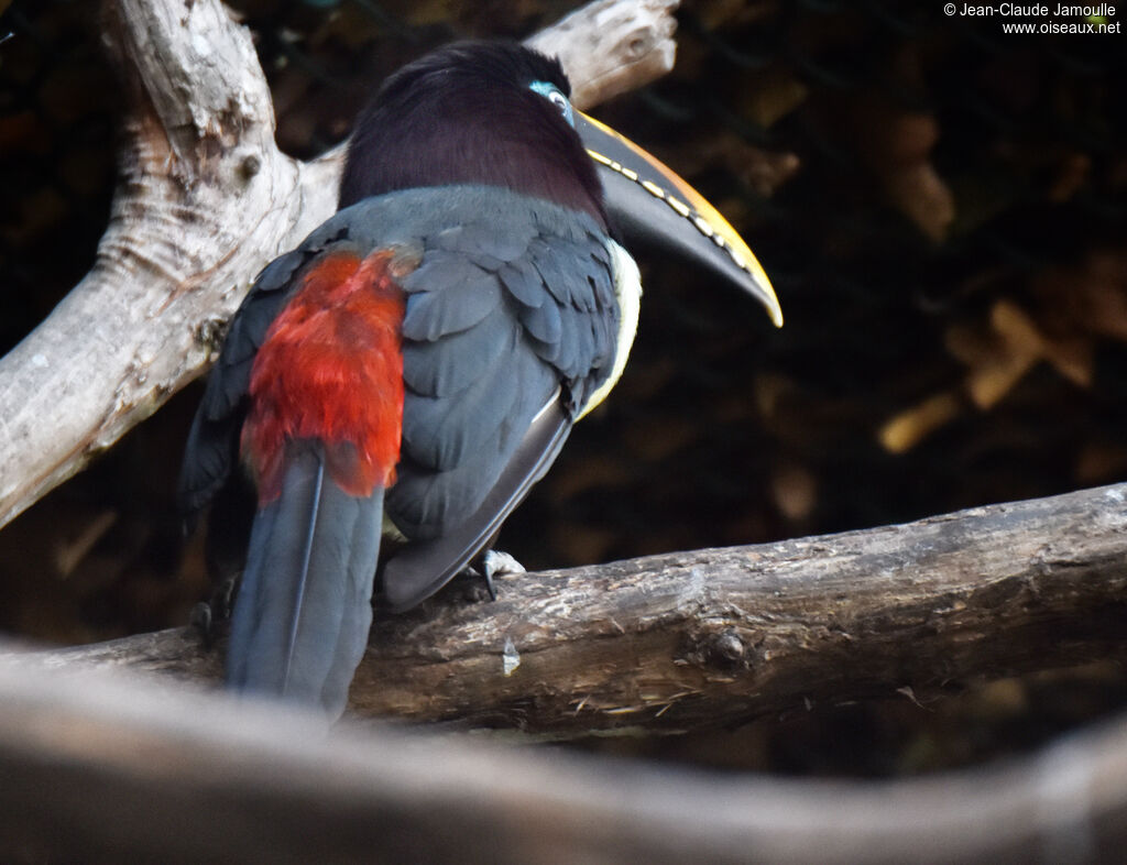 Chestnut-eared Aracariadult