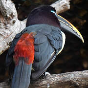 Chestnut-eared Aracari