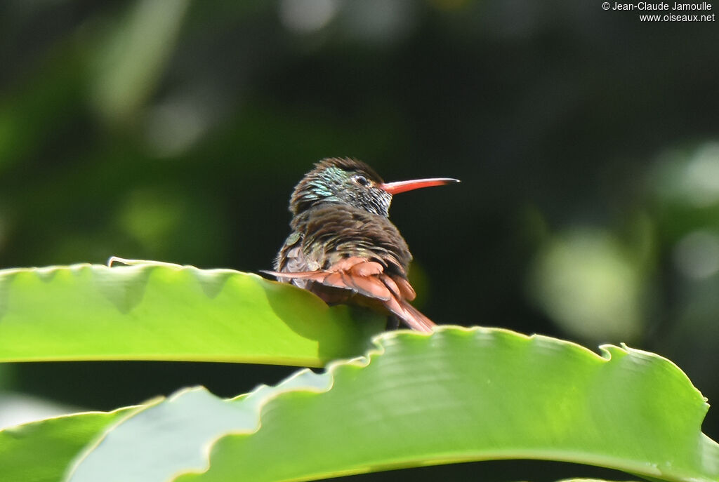 Rufous-tailed Hummingbird