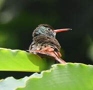 Rufous-tailed Hummingbird