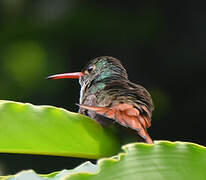 Rufous-tailed Hummingbird