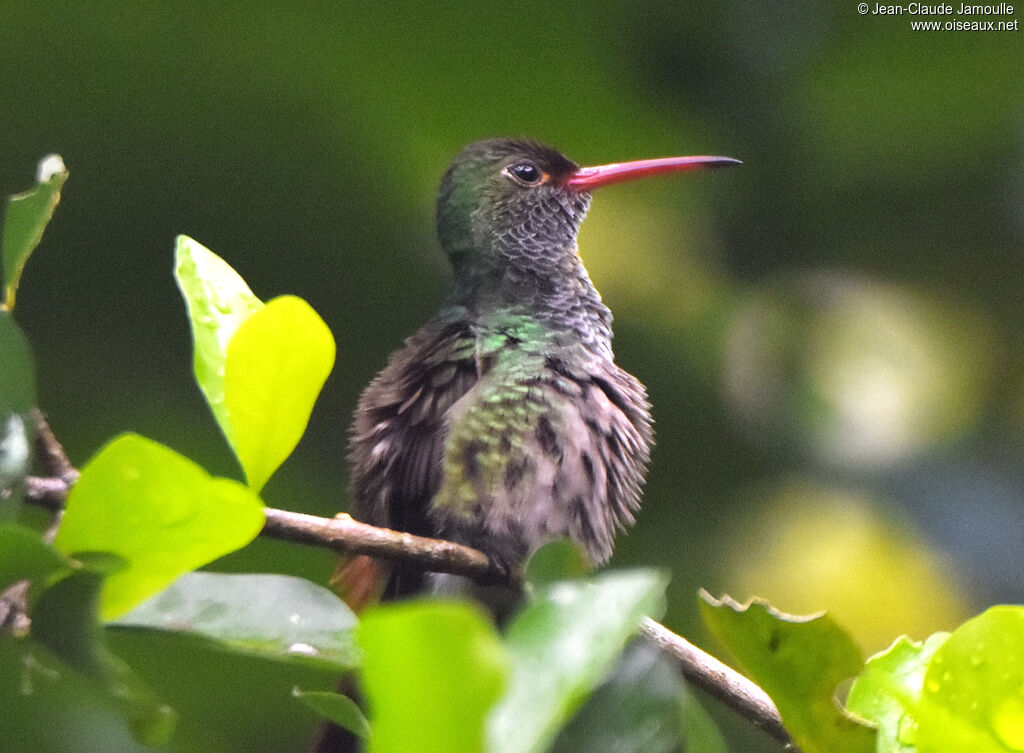 Rufous-tailed Hummingbird