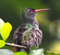 Rufous-tailed Hummingbird