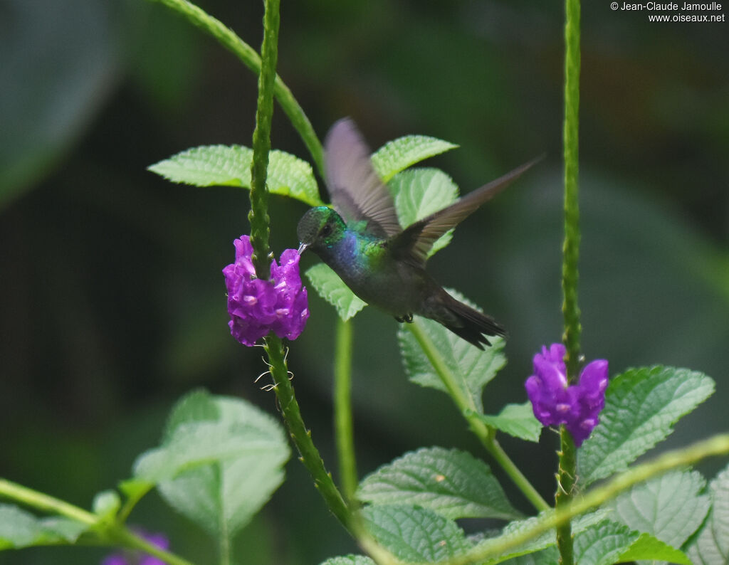 Blue-chested Hummingbird