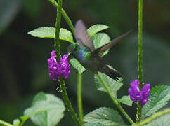 Blue-chested Hummingbird