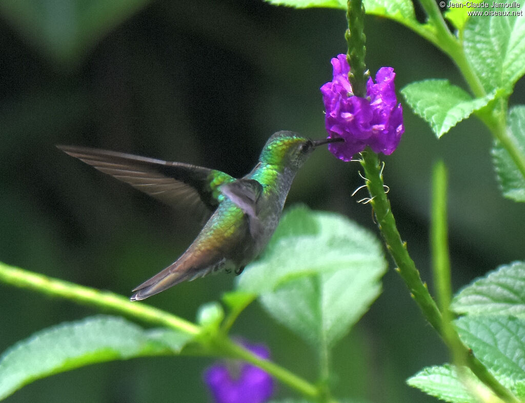 Blue-chested Hummingbird