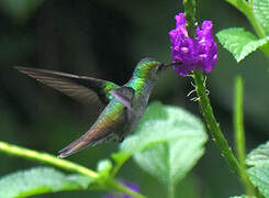 Blue-chested Hummingbird