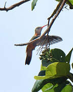 Cinnamon Hummingbird