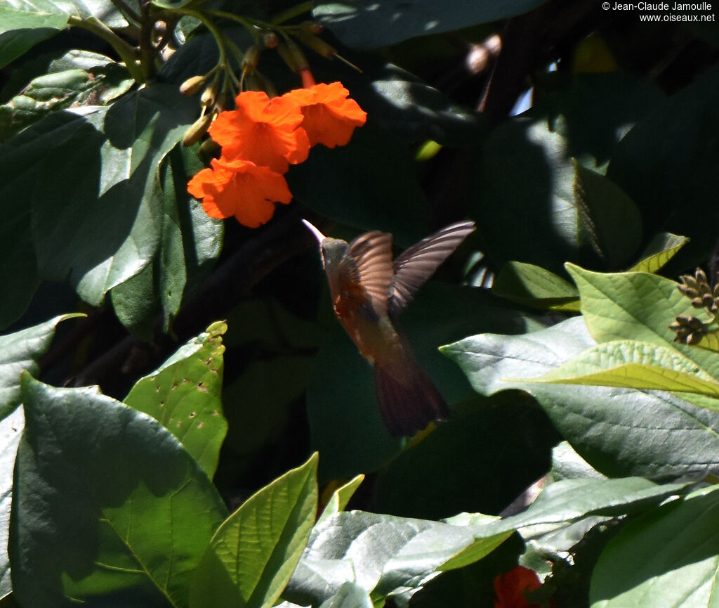 Cinnamon Hummingbird