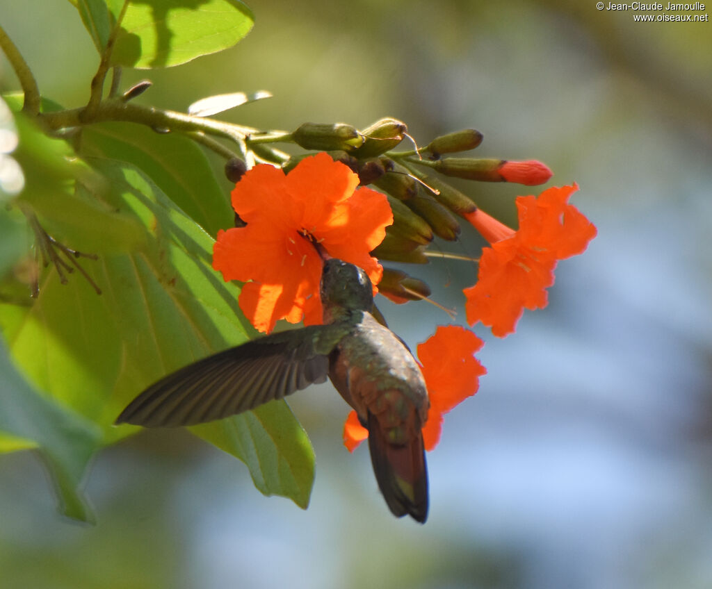 Cinnamon Hummingbird