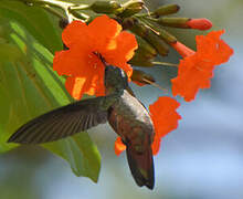 Cinnamon Hummingbird