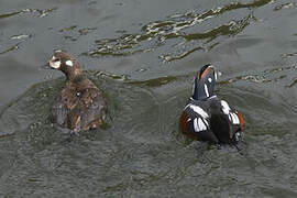 Harlequin Duck