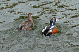 Harlequin Duck