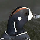 Arlequin plongeur
